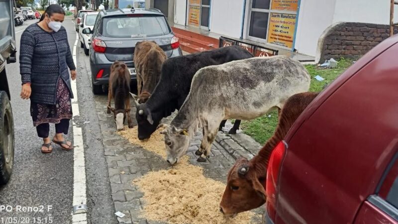 सराहनीय प्रयास: टिहरी पालिकाध्यक्ष के नेतृत्व में भूखे प्यासे आवारा पशुओं को खिलाया चारा