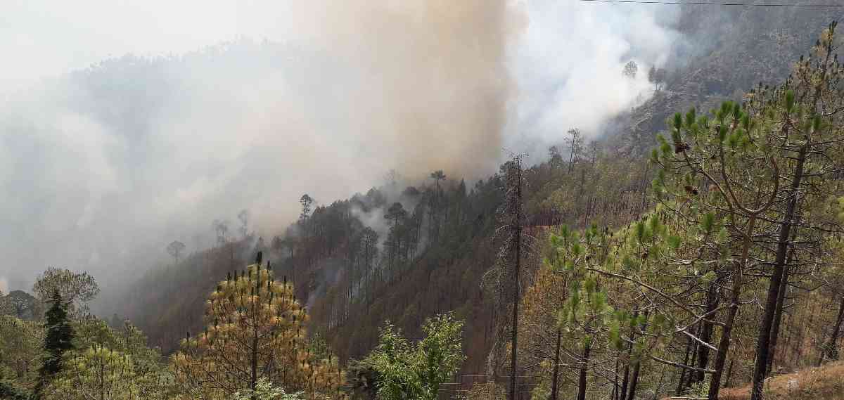 नई टिहरी में जंगल की आग ने मचाई तबाही: लाखों की वन संपदा स्वाहा