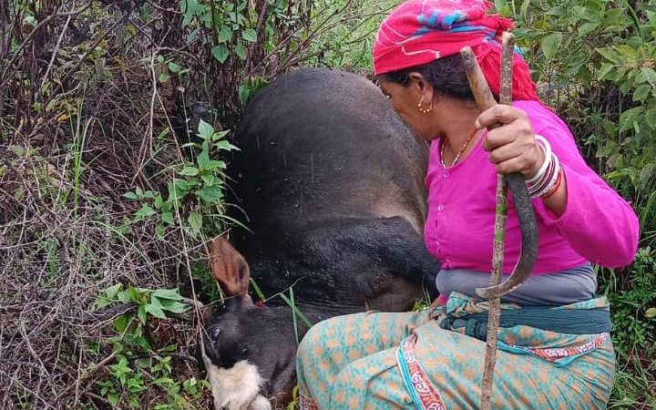 हेरवाल गांव में बाघ ने खाई ब्याही गाय, मुआवजे की मांग