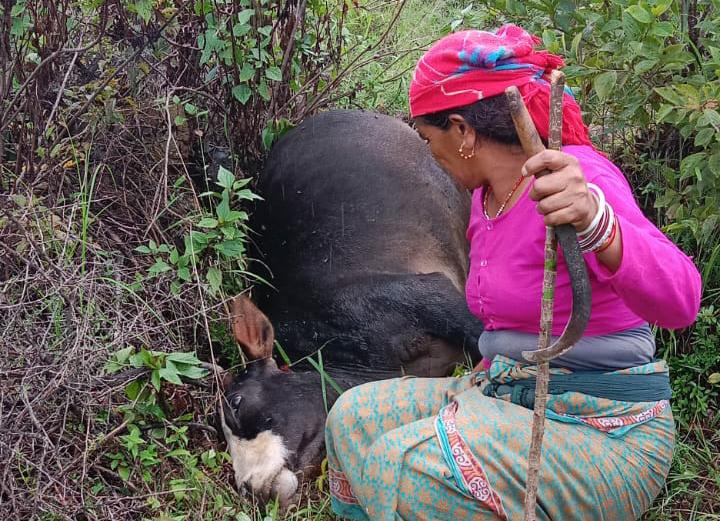 हेरवाल गांव में बाघ ने खाई ब्याही गाय, मुआवजे की मांग