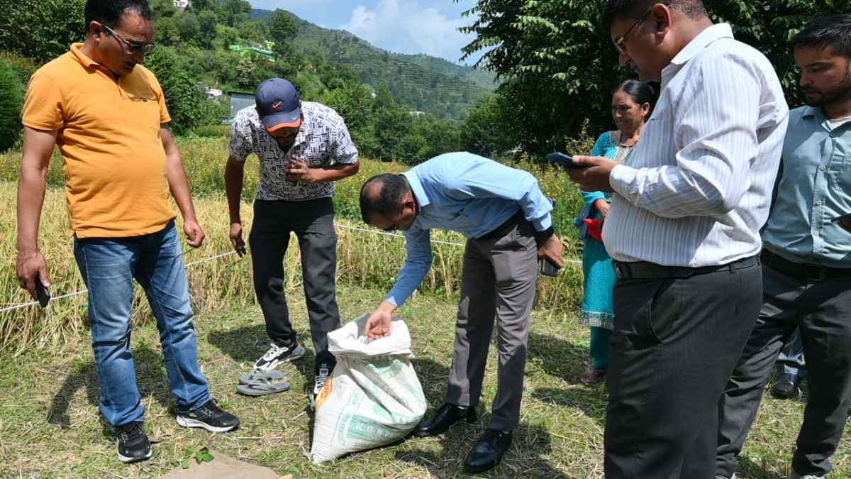 जिलाधिकारी की मौजूदगी में मंज्याड़ गांव में की गई धान की क्रॉप कटिंग