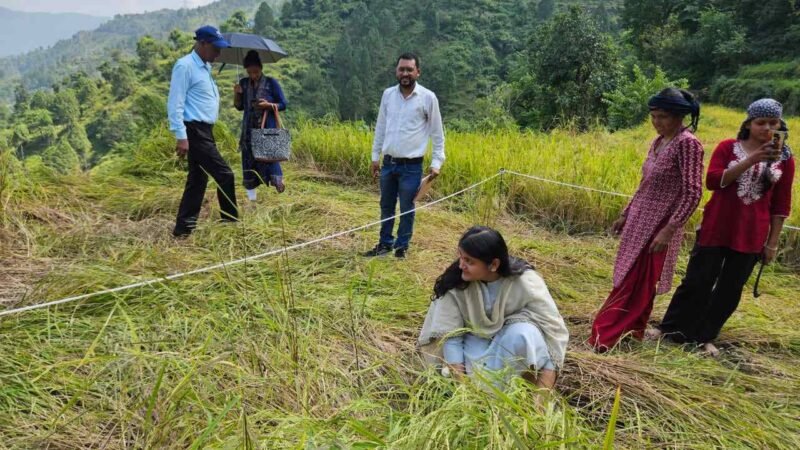 सीडीओ ने पयालगांव में धान फसल पर क्रॉप कटिंग कर किसानों को दी गई बीमा संबंधी जानकारी