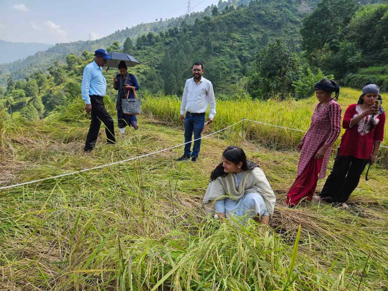 सीडीओ ने पयालगांव में धान फसल पर क्रॉप कटिंग कर किसानों को दी गई बीमा संबंधी जानकारी
