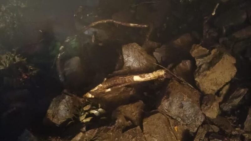 ऋषिकेश-चंबा हाईवे बंद, कुंजापुरी के पास पेड़ गिरने से यातायात ठप