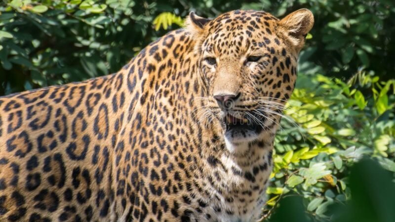 गुलदार के हमले में ग्रामीण की दर्दनाक मौत, वन विभाग की टीमें अलर्ट