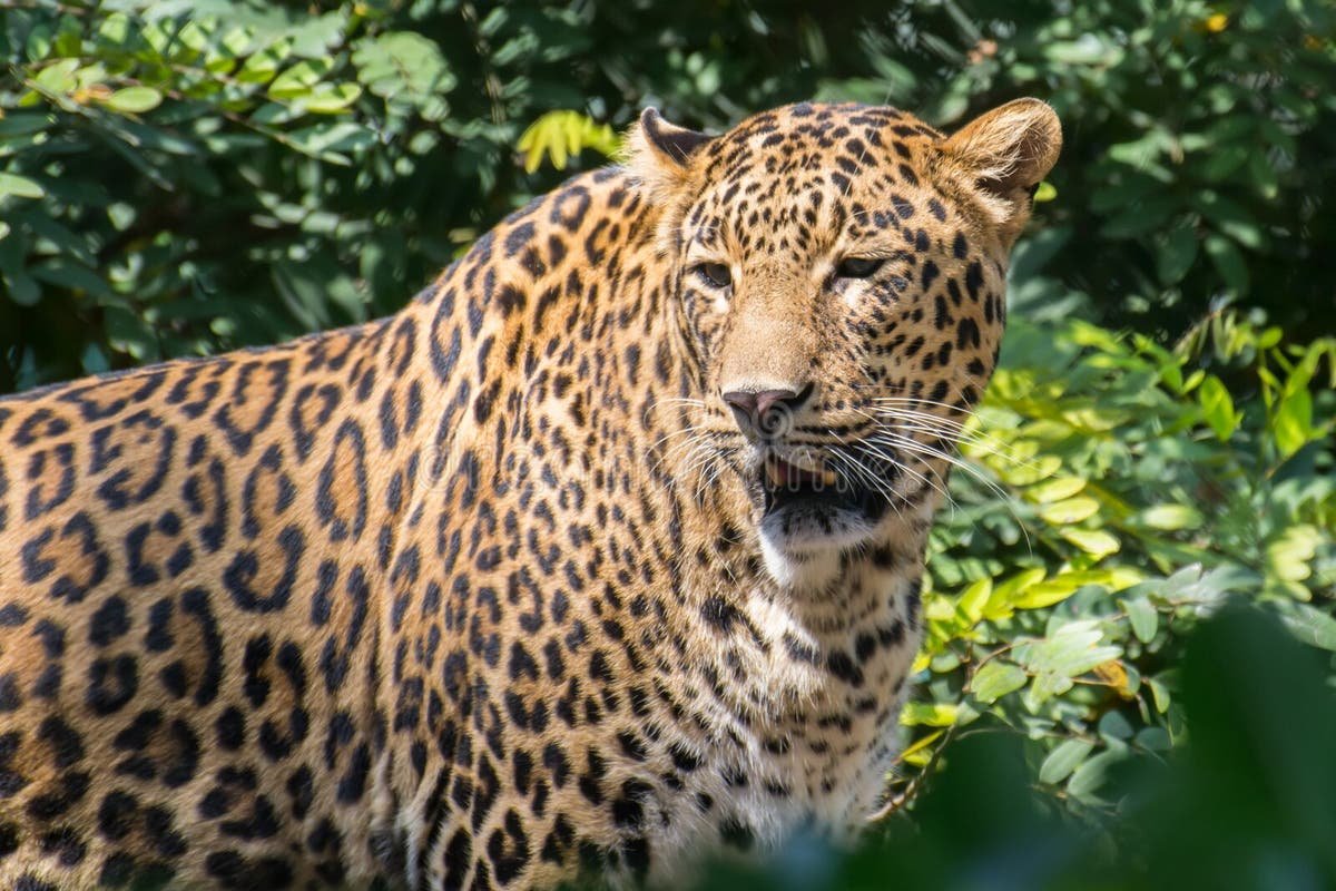 गुलदार के हमले में ग्रामीण की दर्दनाक मौत, वन विभाग की टीमें अलर्ट